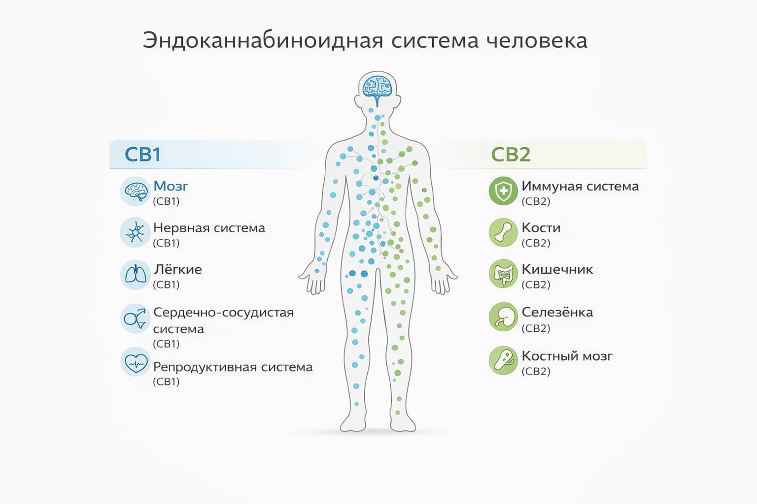 Эндоканнабиноидная система человека — распределение рецепторов CB1 в мозге и CB2 в иммунной системе