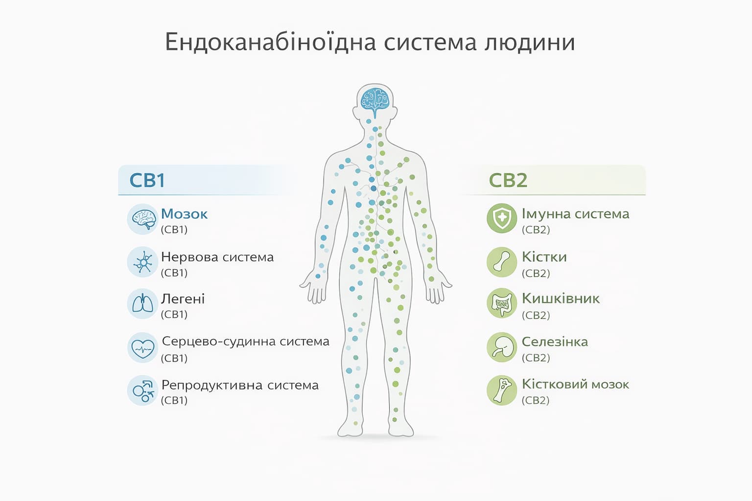 Ендоканабіноїдна система людини — розподіл рецепторів CB1 у мозку та CB2 в імунній системі