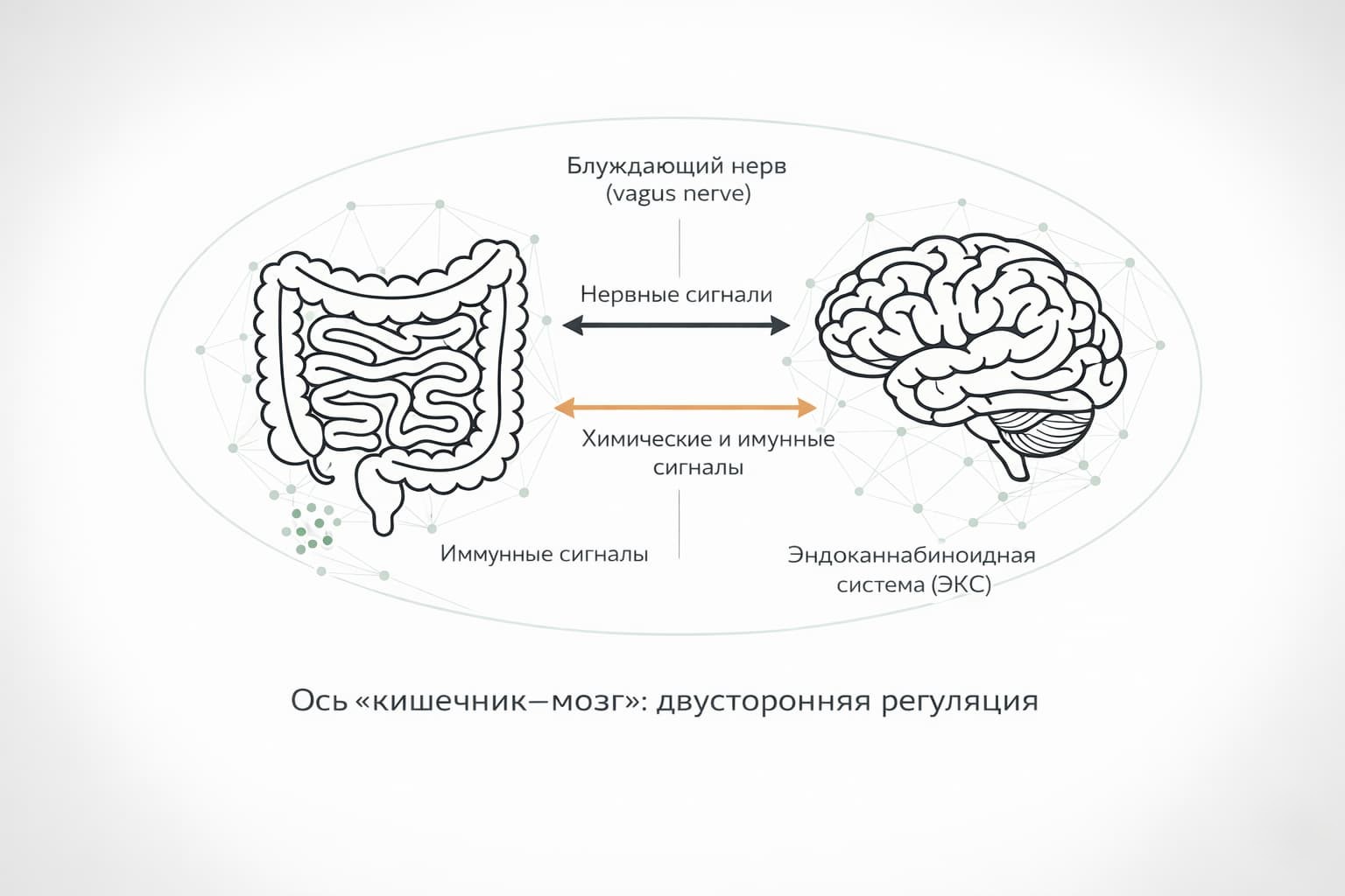 Схема оси «кишечник–мозг»: двусторонняя связь через блуждающий нерв, нервные, химические и иммунные сигналы, эндоканнабиноидная система